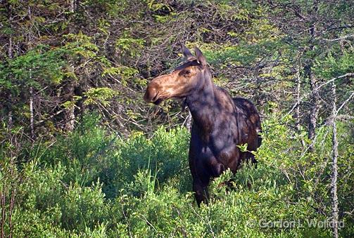 Moose Profile_49953.jpg - Photographed on the north shore of Lake Superior near Marathon, Ontario, Canada.
